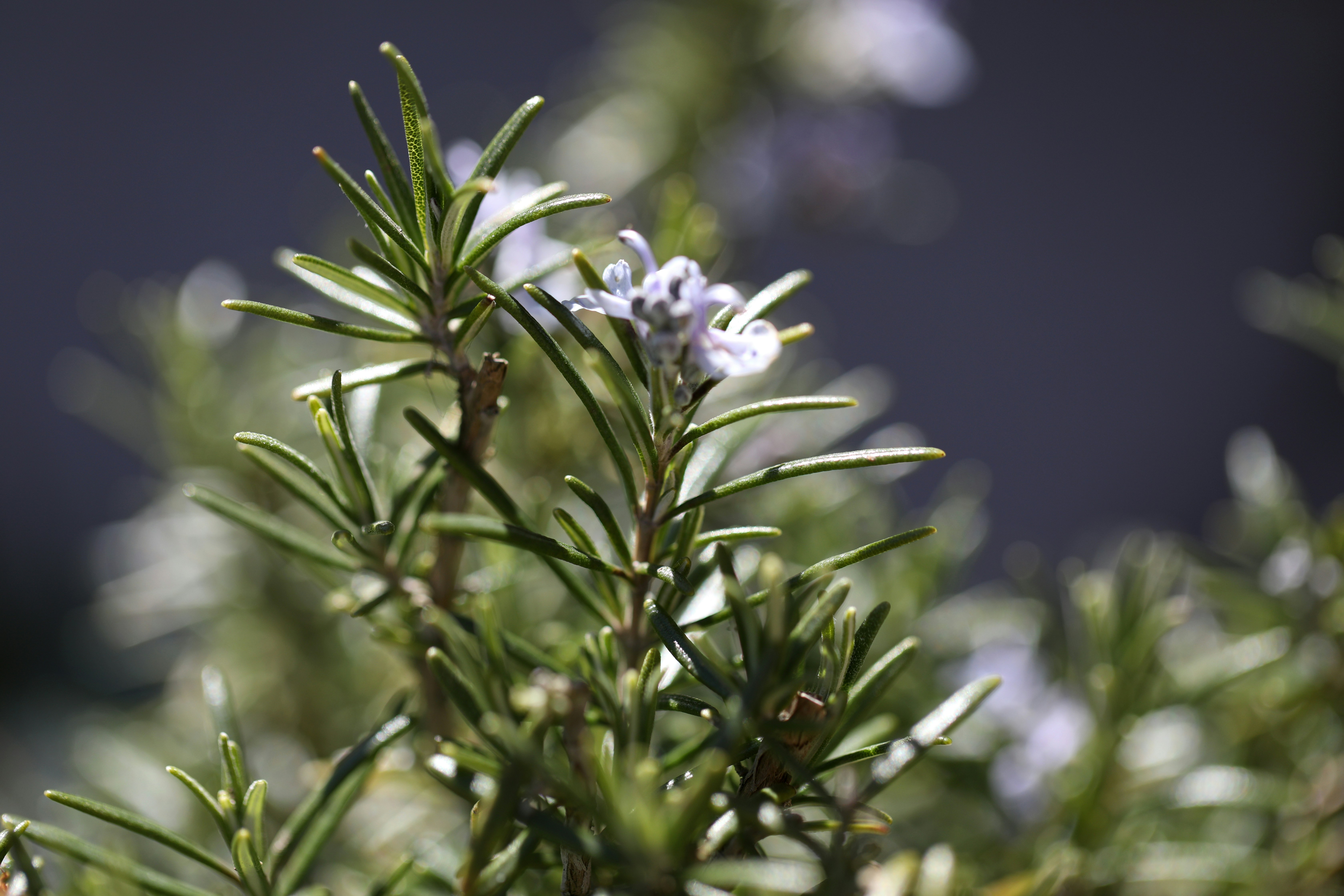 Rosemary Essential Oil