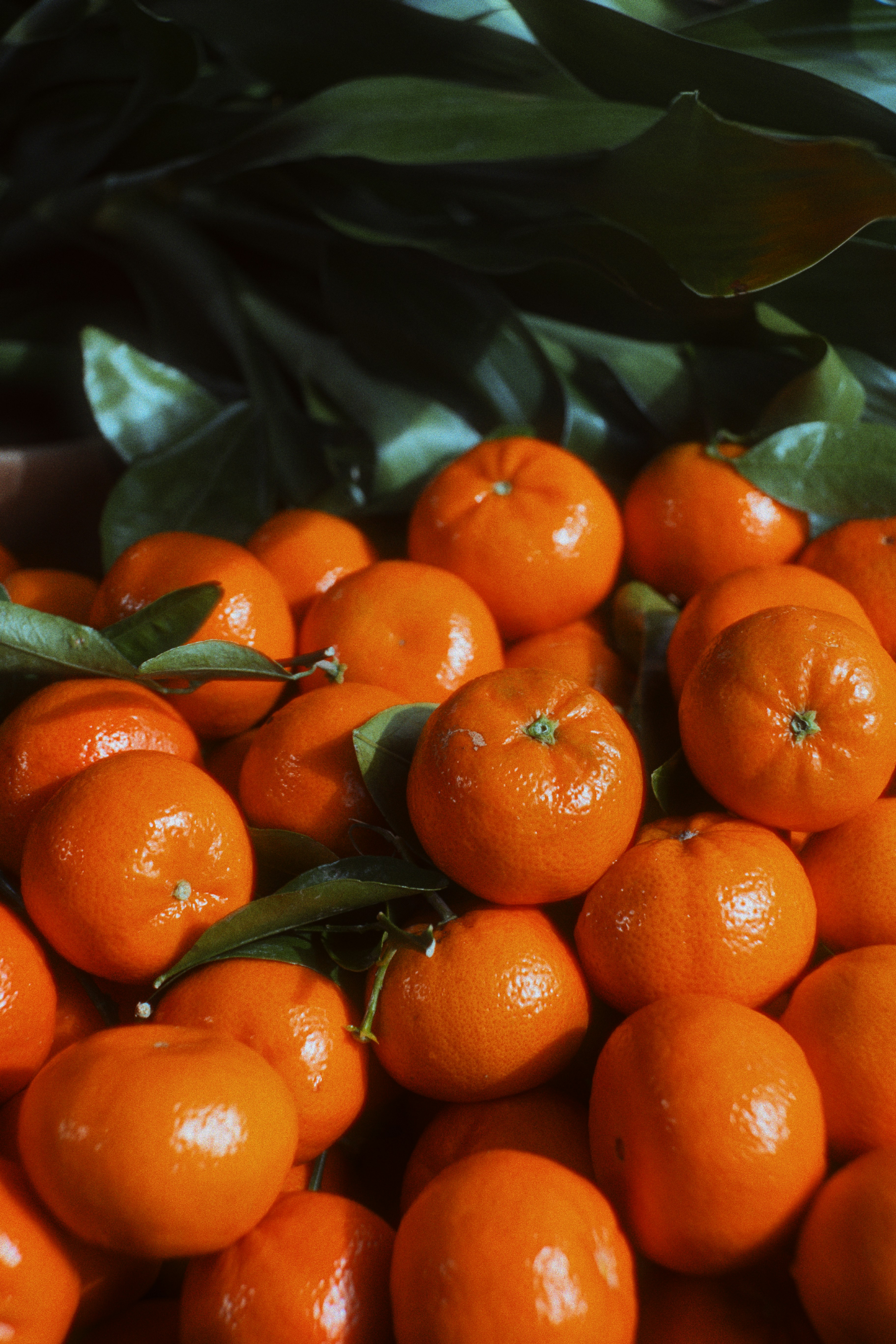 Tangerine Essential Oil