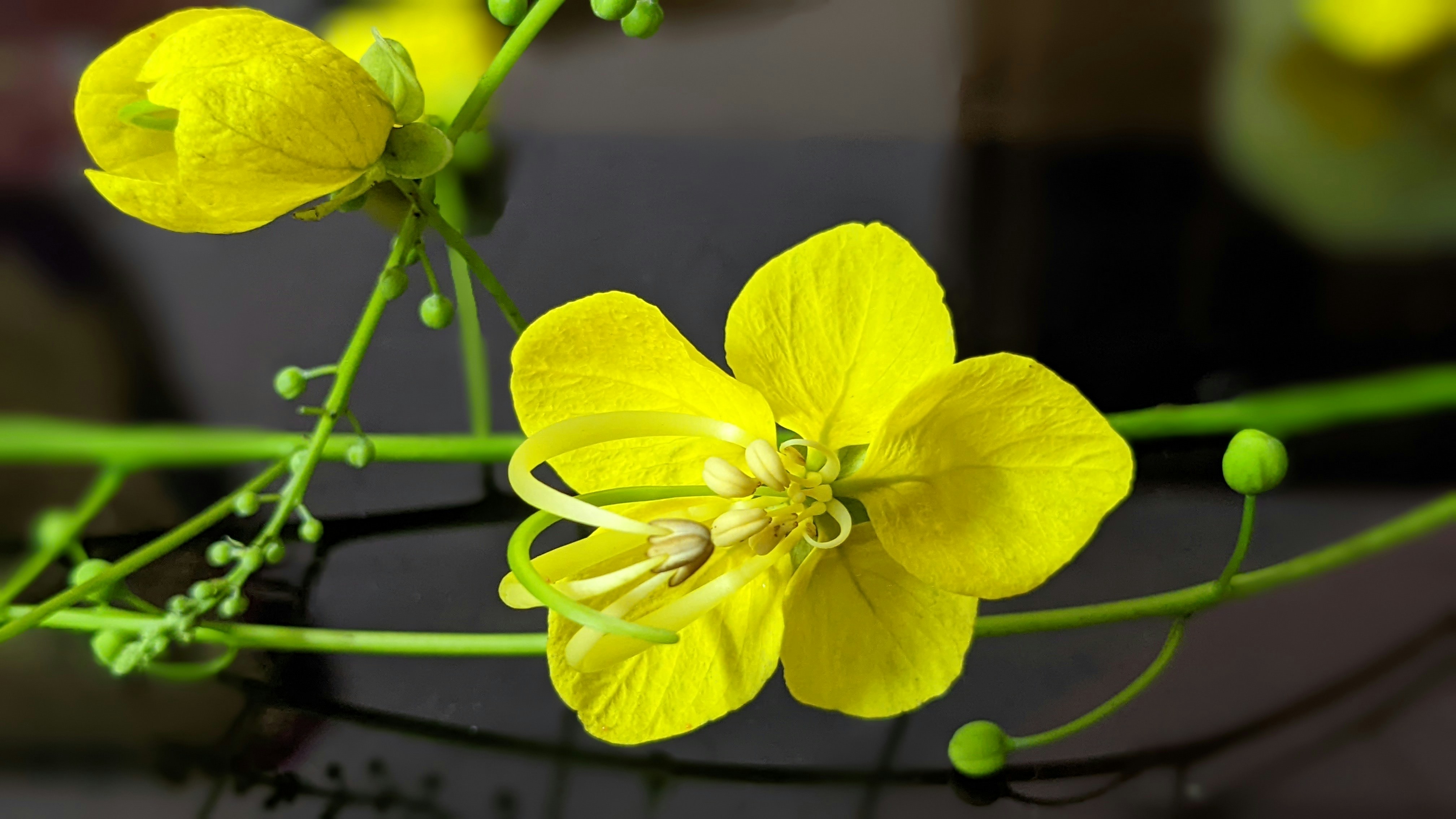 Cassia Essential Oil
