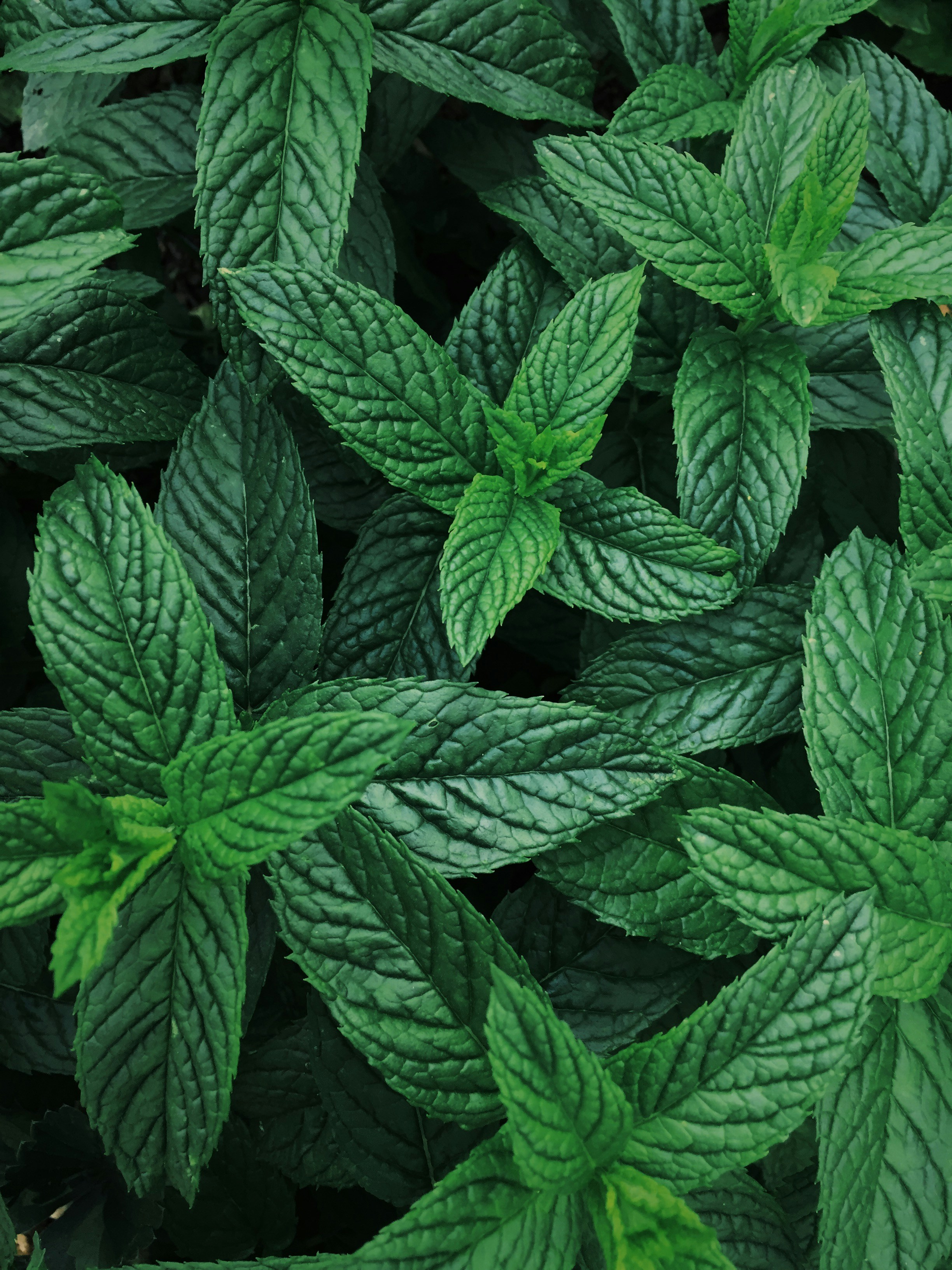 Peppermint Essential Oil