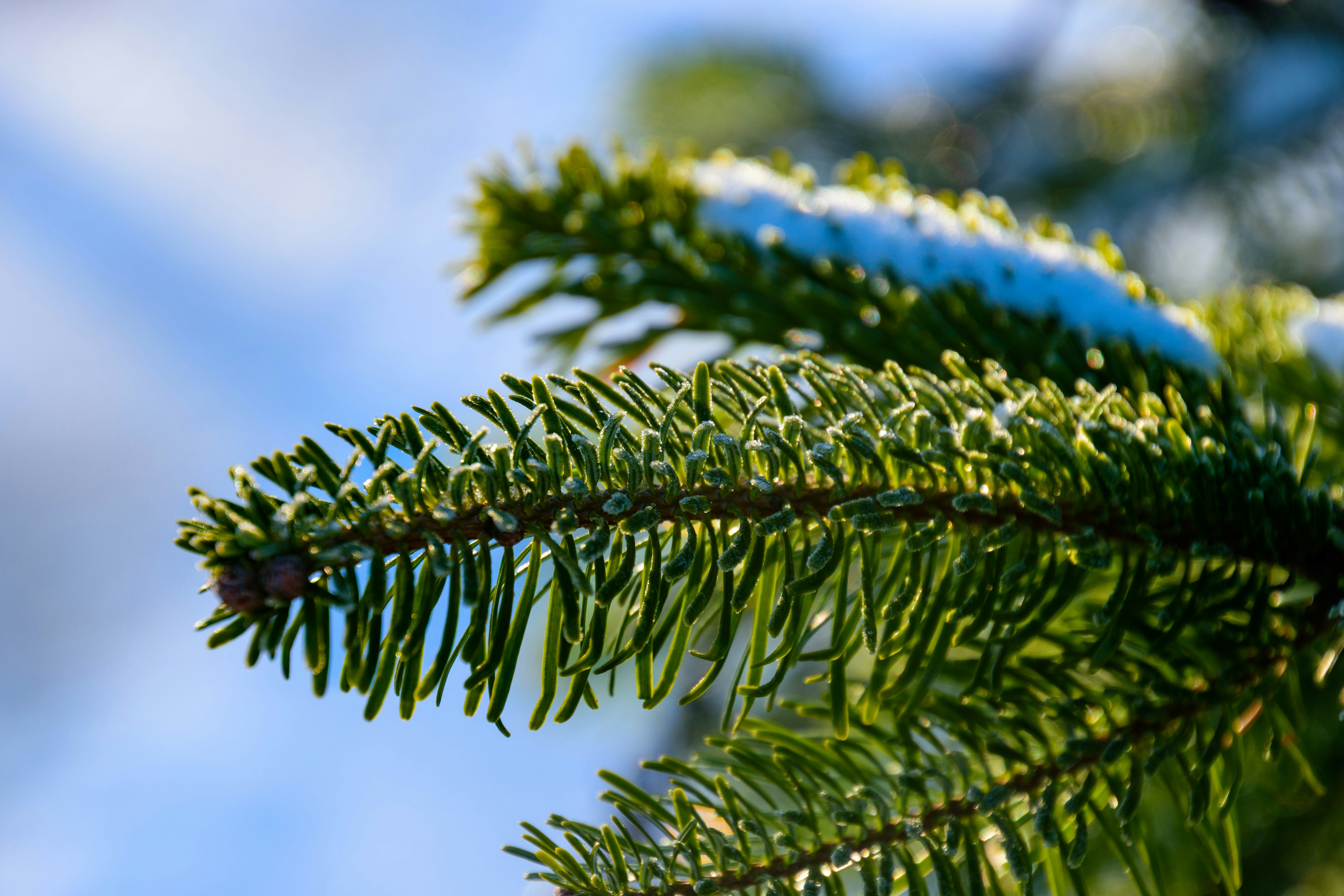 Fir Needle Essential Oil